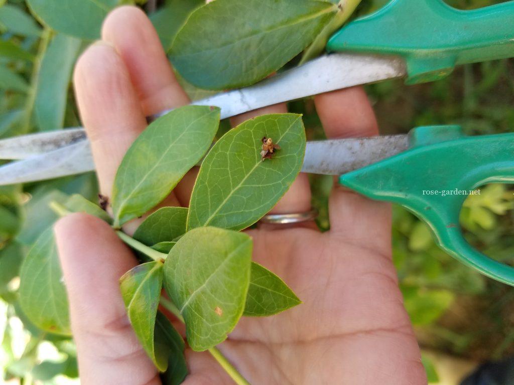 バラの葉につくミノムシ対策 バラの葉につく害虫退治のコツ その２