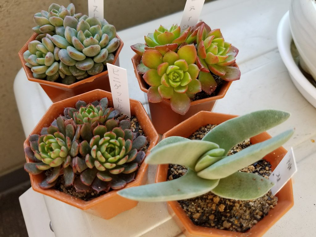 エケベリア×セダムの交配種【セデべリア】と「鶴仙園」