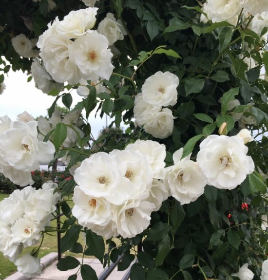 圧巻の白薔薇 アイスバーグ の魅力
