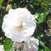 圧巻の白薔薇「アイスバーグ」の魅力