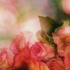 香りが強いバラの品種・種類は？｜バラの香りの7つの分類と表現