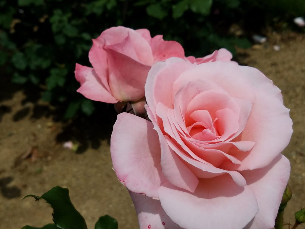 海外 リアル♡アートフラワー バラ♡造花 薔薇 剣弁高芯咲き 3本セット