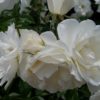 バラの咲き方・花形ガイド4｜丸弁平咲き・芍薬咲き