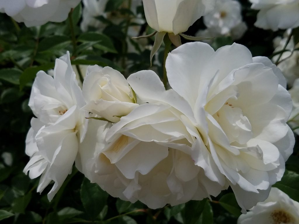 バラの咲き方 花形ガイド4 丸弁平咲き 芍薬咲き