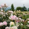 バラ公園「一本木公園」バラ祭りと信州のおすすめ旅