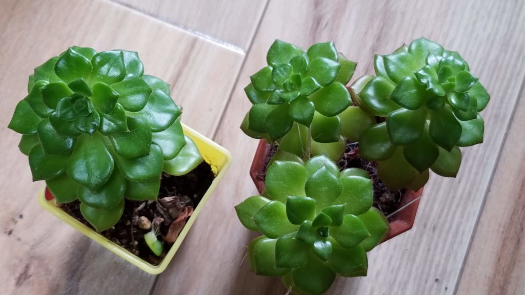 多肉植物の仕立直し｜エケベリアとセデベリア