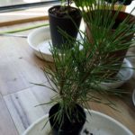 松のミニ盆栽の作り方｜自分で楽しむためのミニ盆栽づくり