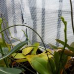 ベランダ簡易温室の植物の越冬｜良い影響も悪い影響も