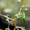 ソフォラ”リトルベイビー”の育て方｜葉が落ちるときの原因と対策