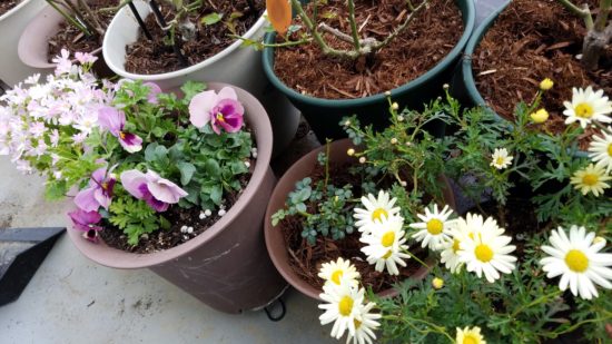 マーガレット サイネリア キク科鉢花の植え替えとお手入れ 育て方