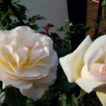 【2019】6月の四季咲きのバラの管理と追肥