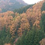 紅葉を見に行こう【2019】信州～富士山周辺域は紅葉が見ごろ