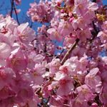 【2020】掛川桜は今が見ごろ｜3月になる前に一足早く咲いて